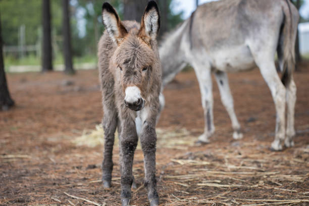 istock Cute and fluffy donkey foal 1451399986