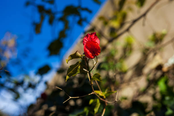Beautiful colorful bougainvillea flowers blossoms. Nature backgrounds, Catalonia, Spain