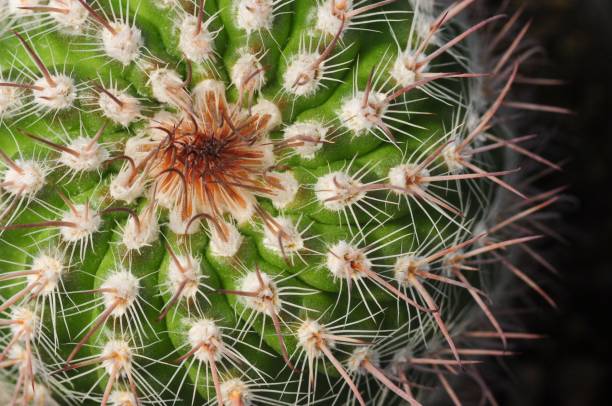 istock Macro shot of a green cactus plant 1451400509