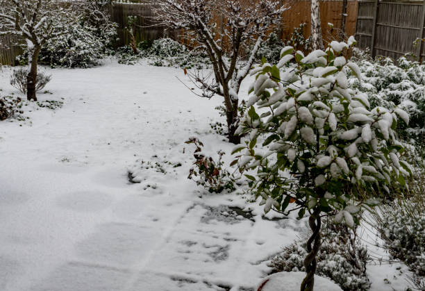 istock Bay tree on a patio in the snow 1451400726
