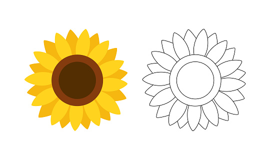 Sunflower isolated on white background. Colorful and black and white sunflower for coloring book. Coloring book for children. Vector stock