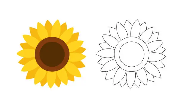 Vector illustration of Sunflower isolated on white background. Colorful and black and white sunflower for coloring book.