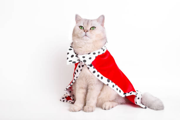 istock A calm white cat in red mantle, sitting on a white background 1451404327