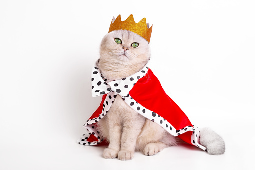 A luxurious calm white cat in a golden crown and red mantle, sitting on a white background. Copy space