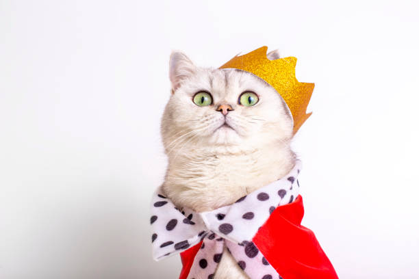 Cute white cat in a golden crown and red mantle, sitting on a white background A cute white cat in a golden crown and a red robe sitting on a white background. To close. Copy space cat with clothes stock pictures, royalty-free photos & images