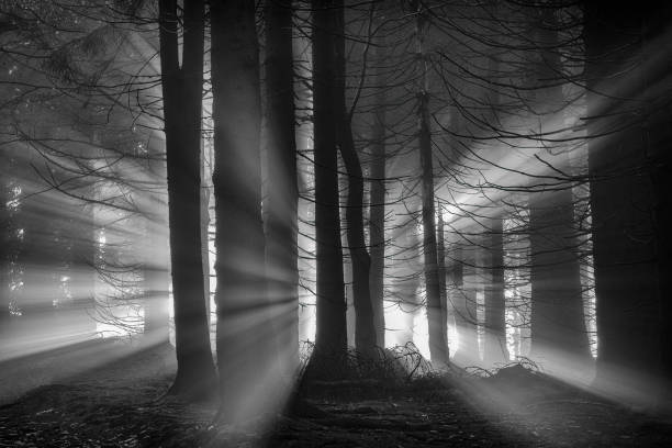 istock Rays of the sun in the spruce forest 1451404552