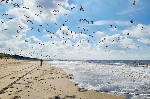 Relaxing beach scene with sea gulls