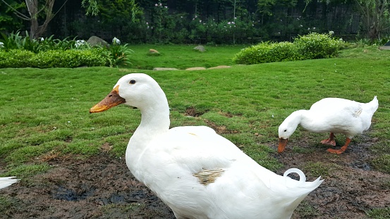 A group of white pekin or american pekin or domestic duck or Anas platyrhynchos domesticus on a farm