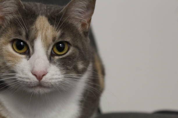 istock Selma, Big eyed cat 1451408911