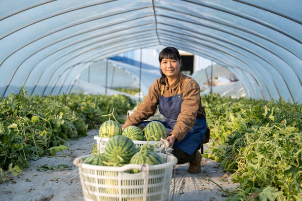 A female modern agricultural worker picks watermelon in the greenhouse A female modern agricultural worker picks watermelon in the greenhouse watermelon growing stock pictures, royalty-free photos & images