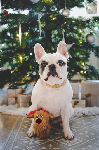 Cute French Bulldog  with  reindeer toy sitting next to Christmas presents under tree.