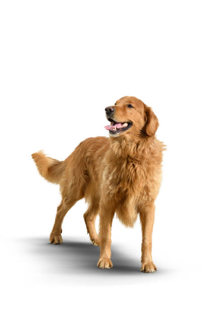 istock Golden retriever dog on a white background with shadow. 1451414285