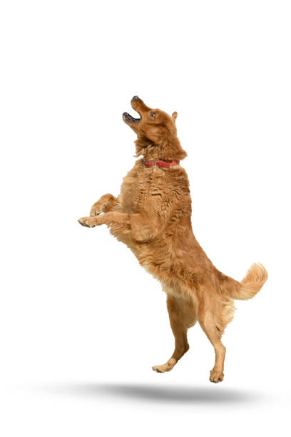 istock Golden retriever dog on a white background with shadow. 1451414291