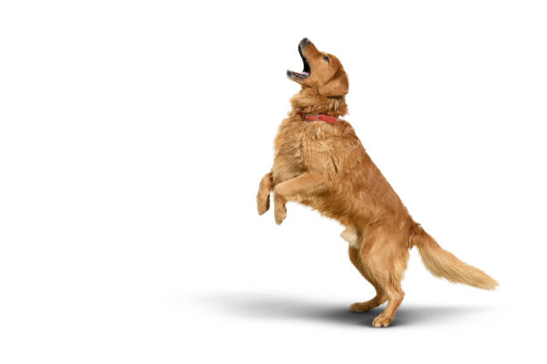 istock Golden retriever dog on a white background with shadow. 1451414308