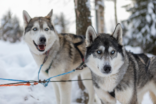 sled dogs resting after a sleigh ride in Finnish Lapland, Posio