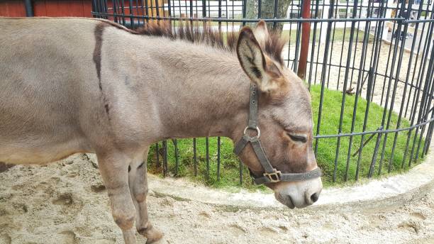 istock Close up of a mini donkey on a farm 1451416240