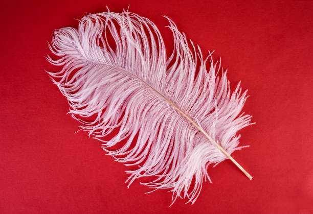 white ostrich feather on a red background. - ostrich bird wind fluffy imagens e fotografias de stock