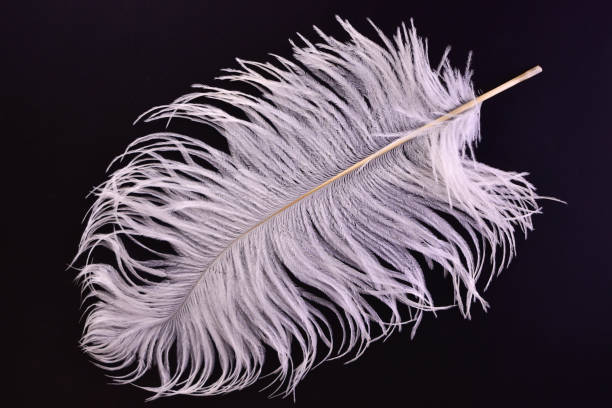 large white ostrich feather on a black background. - ostrich bird wind fluffy imagens e fotografias de stock