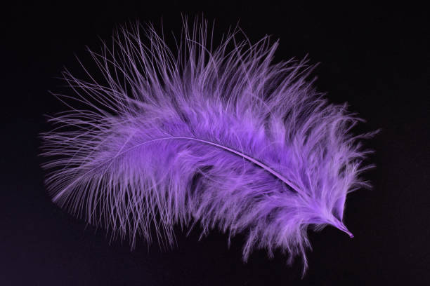 purple feather on a black background. - ostrich bird wind fluffy imagens e fotografias de stock