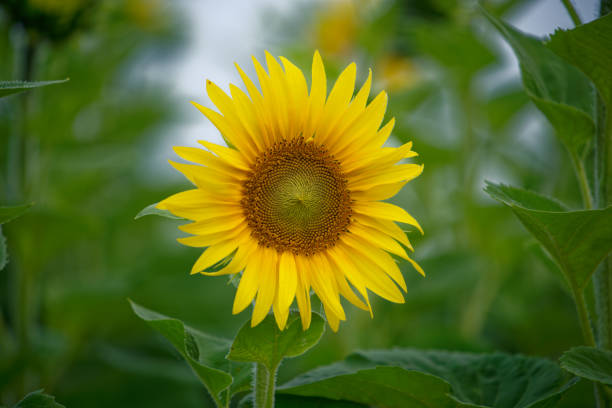 carretel girassol na natureza - macro close up sunflower france - fotografias e filmes do acervo