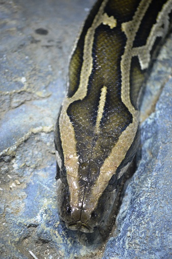 erotic snake python close-up