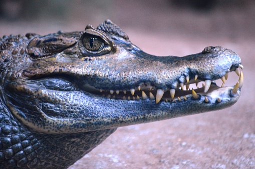 Alligator teeth and mouth closeup. Crocodile jaw. Predator reptile at wildlife. Green amphibian skin. River hunting. Exotic gator, caiman or croc dangerous creature. Jawbone of a violent killer beast.