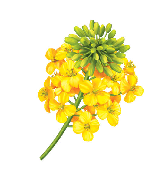 ilustracja z kwiatem rzepaku - canola flower stock illustrations