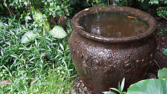 Large urns in herbal garden. Summertime.