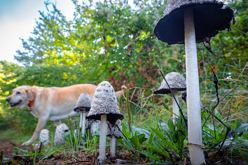 Mushroom foraging in the forest with beautiful golden Labrador dog