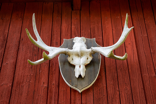 Antlers of a moose as a hunting trophy on a red wooden wall. High quality photo