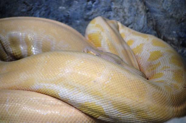 320+ Ball Python Coiled Up Stock Photos, Pictures & Royalty-Free Images ...