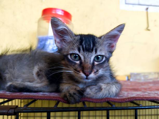 istock Face of a kittin. 1451424190