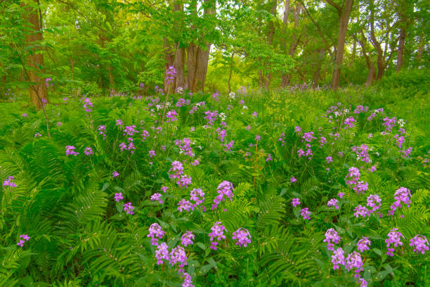 istock Wild Flowers along a woods edge-Howard County Indiana 1451424687