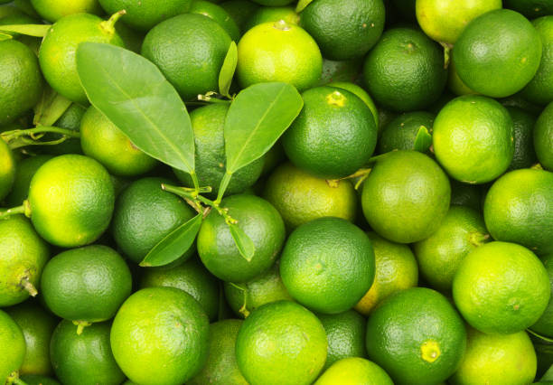 istock Fresh calamansi limes background 1451426226