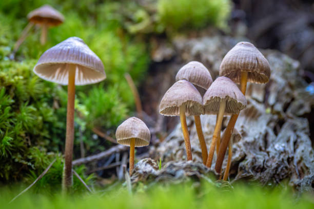 recherche de champignons magiques dans la forêt - liberty caps - psilocybe semilanceata - magic mushroom psychedelic mushroom fungus photos et images de collection