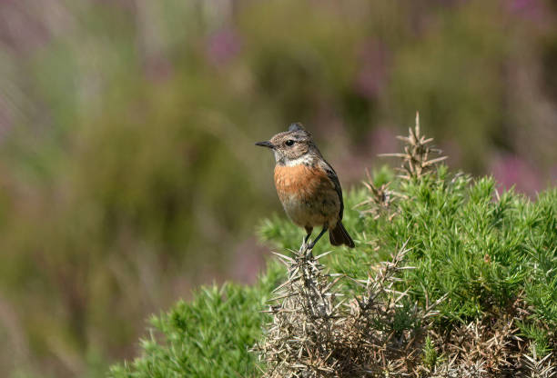istock A female stonechat, saxicola rubicola, perching on a thorny bush. 1451426893