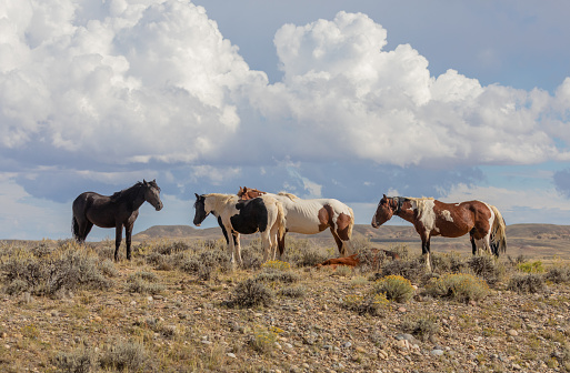 wild horses in the Wyoming desert in autumn