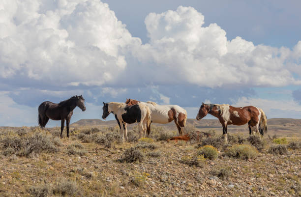 Wild Horses in Autumn in Wyoming stock photo