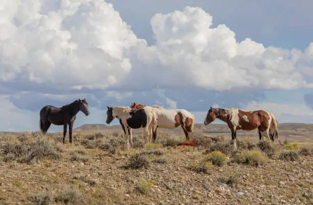 wild horses in the Wyoming desert in autumn