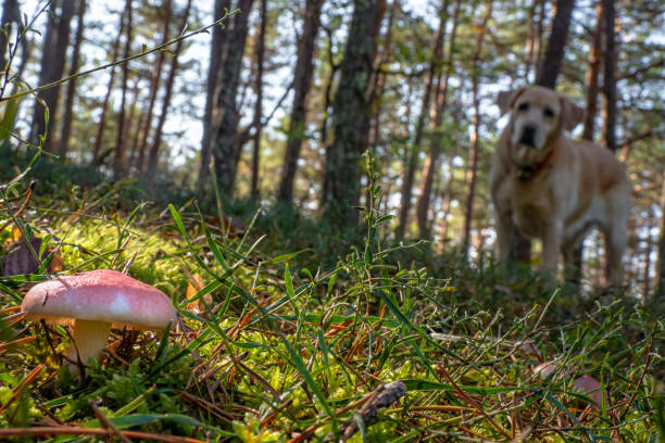 chien labrador avec des champignons sauvages dans la forêt pendant l’automne - mushroom fly agaric mushroom photograph toadstool photos et images de collection