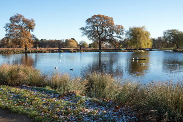istock December morning Bushy Park 1451428007