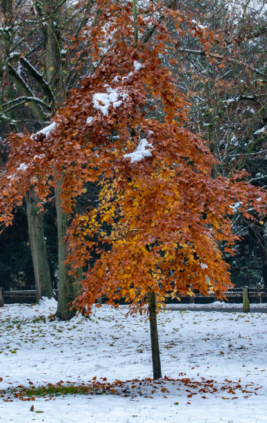 istock Trees in the snow on Queen's green, Cambridge 1451428339