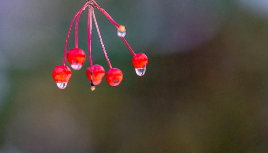 Berries with meltwater raindrops on a snowy winter's day.