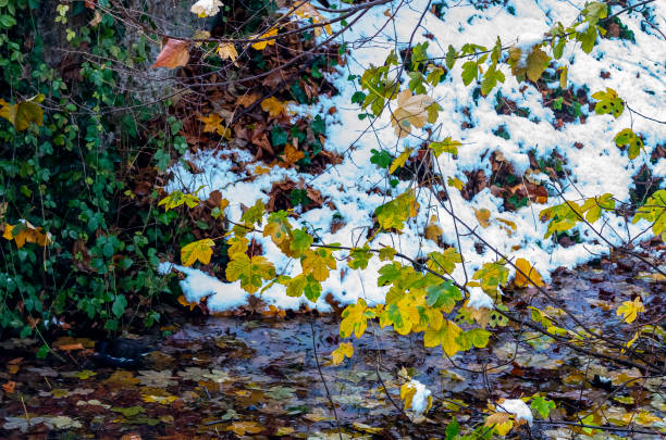 Tree autumn vs. winter at the lakes in sichuan, china