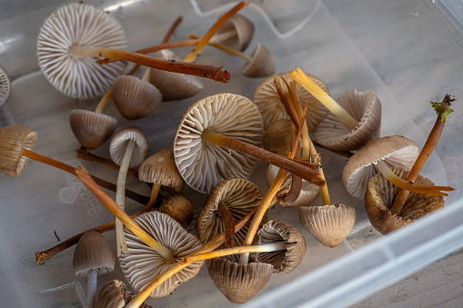Wild magic mushrooms foraged in the foest - Psilocybe semilanceata