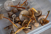 Foraging for magic mushrooms in the forest - Liberty Caps - Psilocybe semilanceata