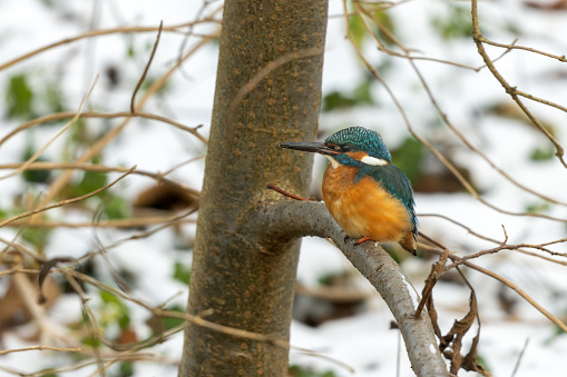 Male common kingfisher (Alcedo atthis), perching on a tree in winter.