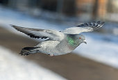 Feral pigeon (Columba livia domestica or Columba livia forma urbana)