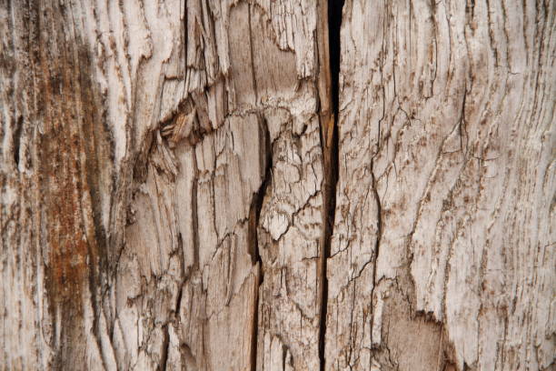 istock an old weathered wooden wall 1451430738