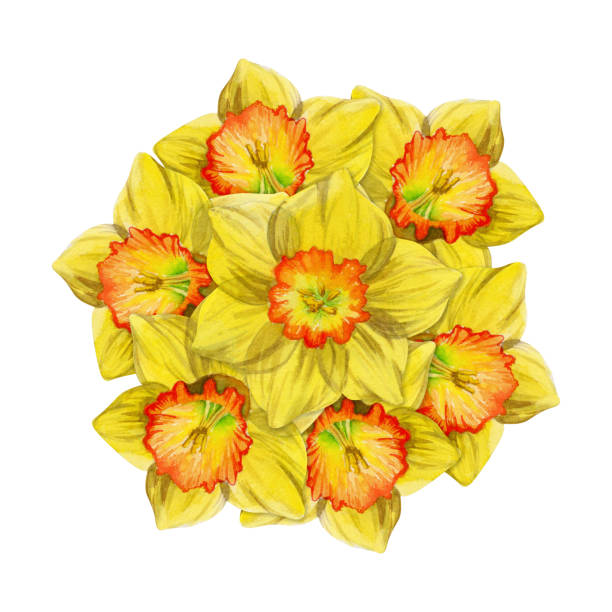 istock Watercolor hand drawn composition with spring flowers, daffodils, leaves and stems, bow, gift tag. Isolated on white background. For invitations, wedding, greeting cards, wallpaper, print, textile. 1451434246